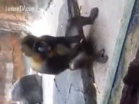 Beastiality monkey jerking off
